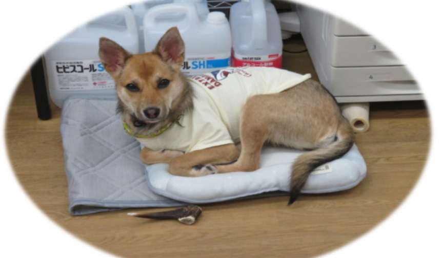 そんぽの家生野巽中の共用トイレ